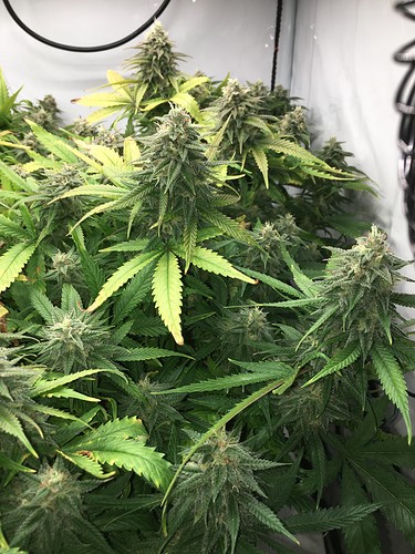 Growreport Bild 4