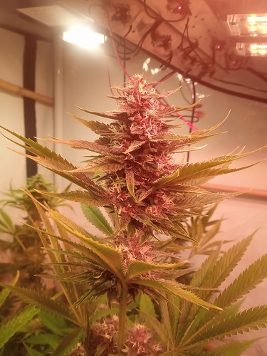 Growreport Bild 80
