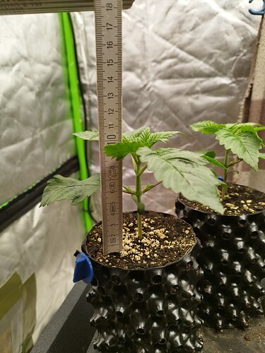 Growreport Bild 5