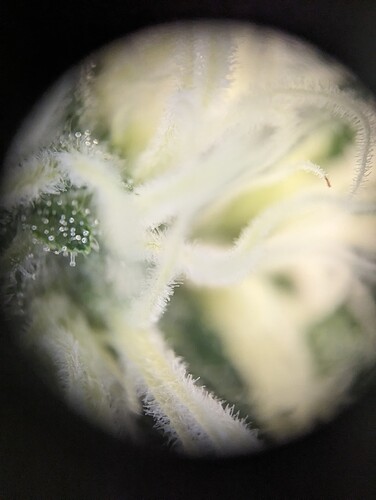 Growreport Bild 5