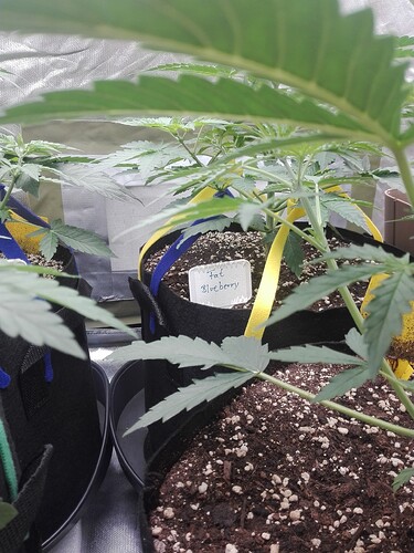 Growreport Bild 9