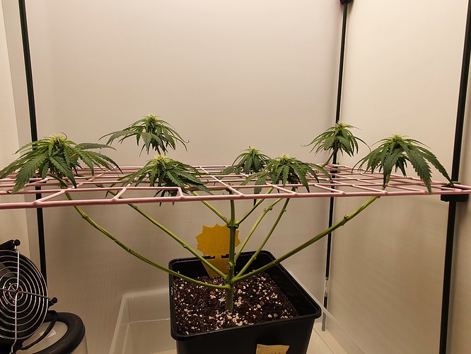 Growreport Bild 1