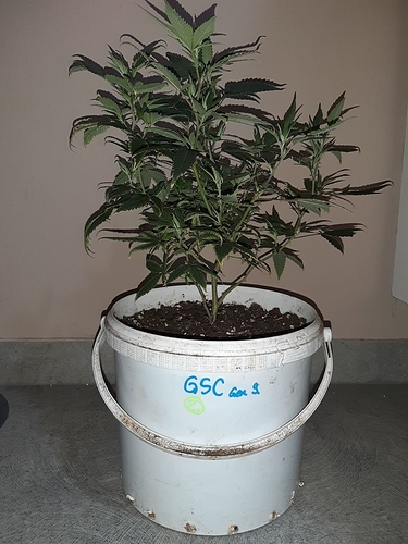 Growreport Bild 18