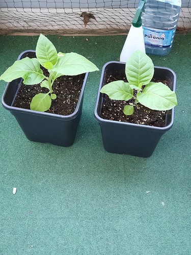 Growreport Bild 6