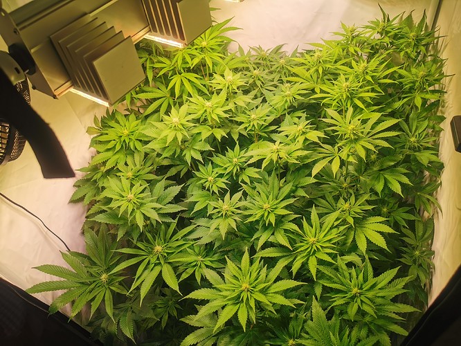 Growreport Bild 3