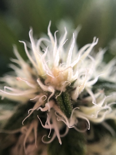 Growreport Bild 10