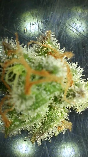 Growreport Bild 9