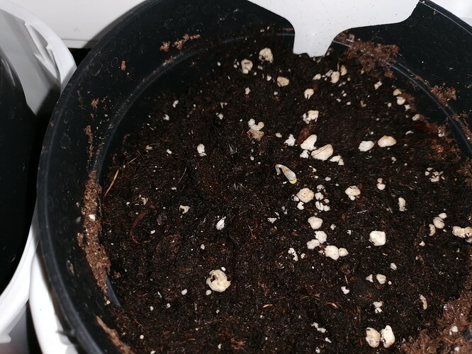 Growreport Bild 11