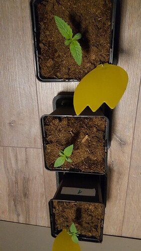 Growreport Bild 1