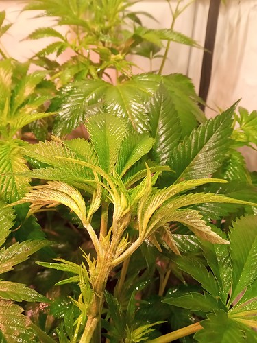 Growreport Bild 58