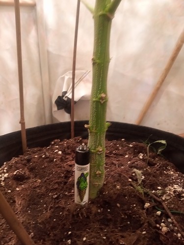 IMG_20210223_203312_911