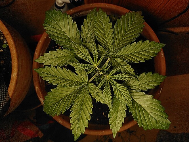 Growreport Bild 2