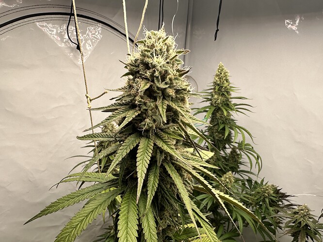 Growreport Bild 12