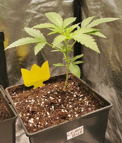 Growreport Bild 8