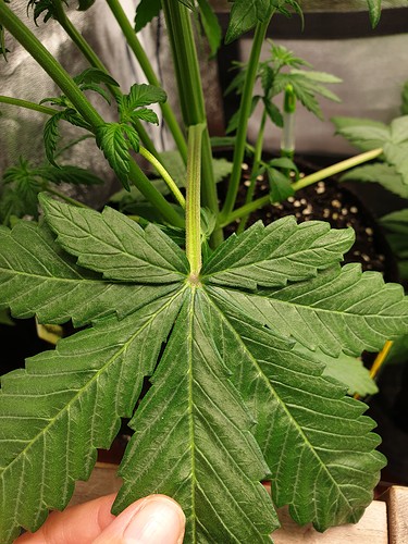 Growreport Bild 4