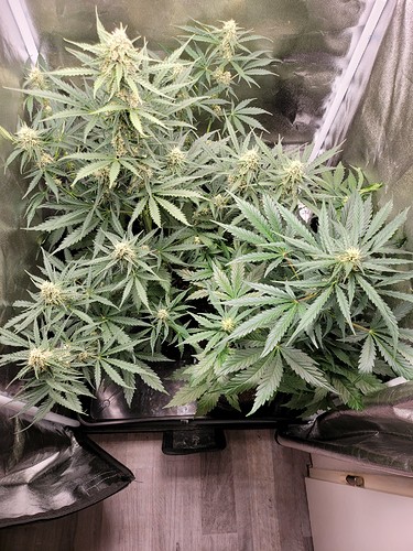 Growreport Bild 5