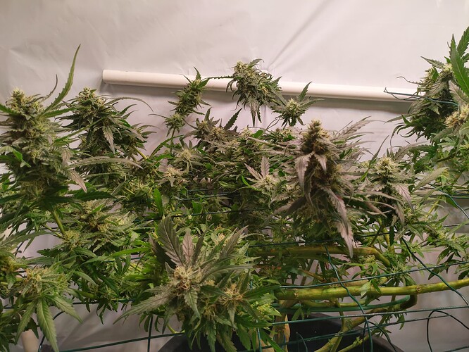 Growreport Bild 13