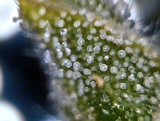 Growreport Bild 19