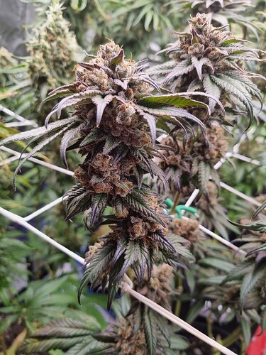Growreport Bild 20