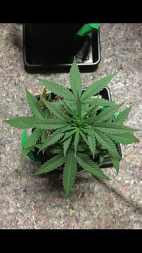 Growreport Bild 14