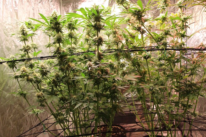 Growreport Bild 2