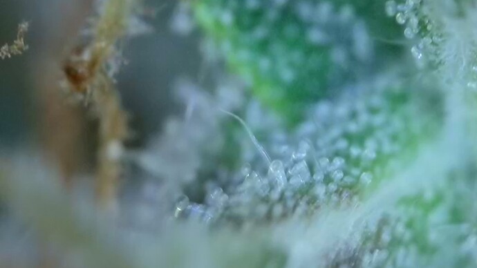 Growreport Bild 43