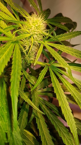 Growreport Bild 13