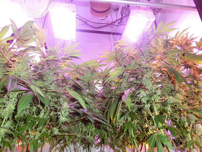 Growreport Bild 8