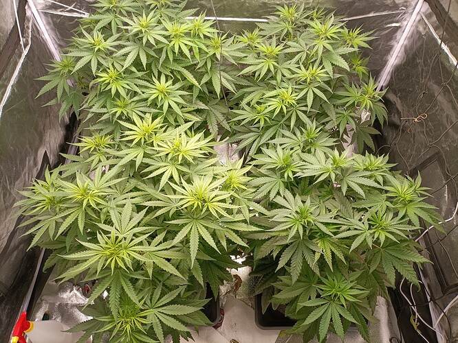 Growreport Bild 9