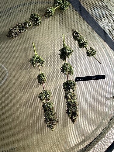 Growreport Bild 4