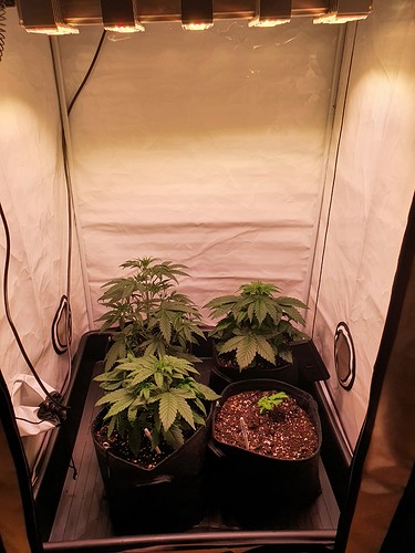 Growreport Bild 2