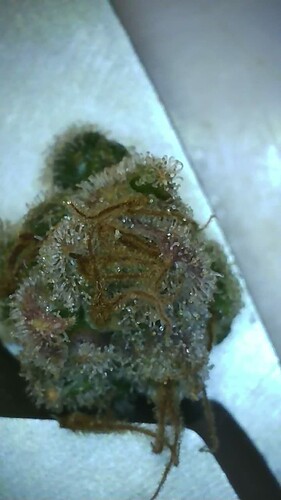Growreport Bild 5