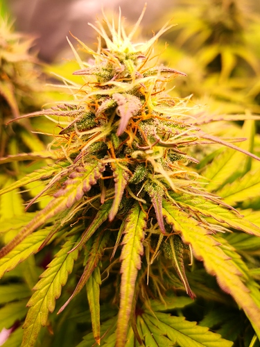 Growreport Bild 4