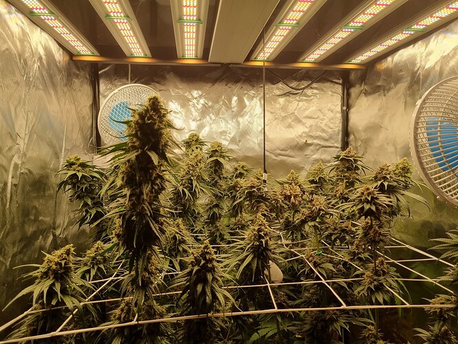 Growreport Bild 50
