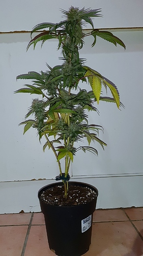 Growreport Bild 1