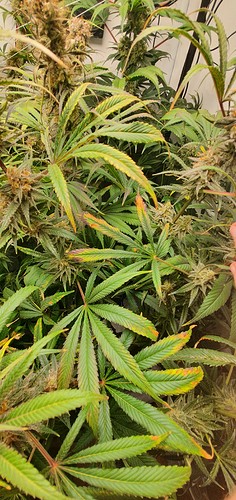 Growreport Bild 2