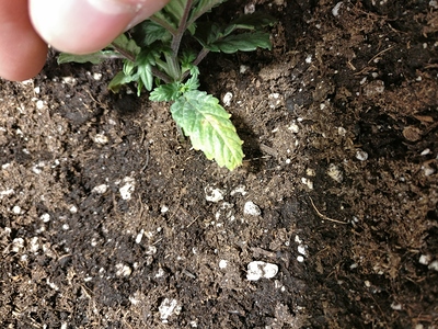 Growreport Bild 7