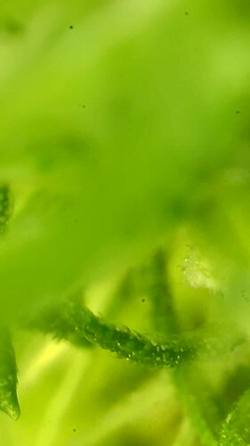 Growreport Bild 25