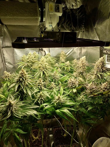 Growreport Bild 1
