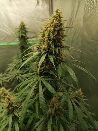 Growreport Bild 2
