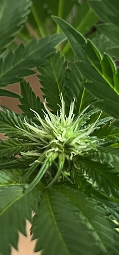 Growreport Bild 2