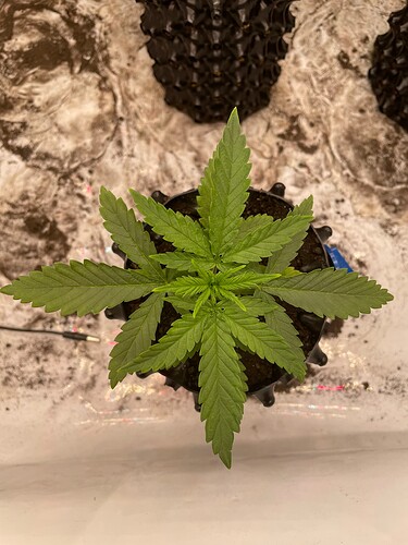 Growreport Bild 2
