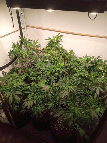 Growreport Bild 47