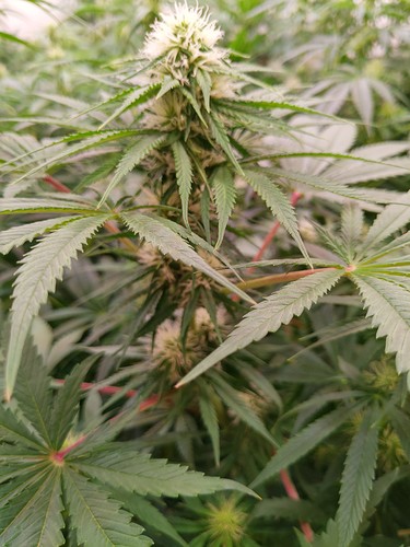 Growreport Bild 12
