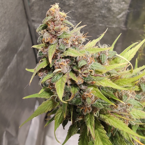 Growreport Bild 20