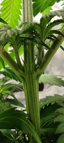 Growreport Bild 2