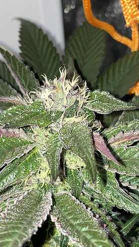 Growreport Bild 27