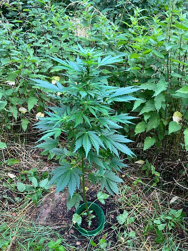 Growreport Bild 1