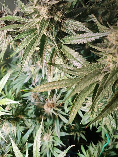 Growreport Bild 5