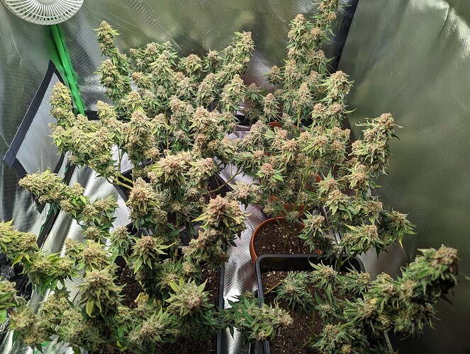 Growreport Bild 6